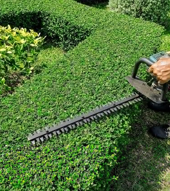 Image for Bronx Lawn Cutting And Yard Maintenance with ID of: 3671647