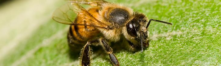 Image for Pest Control in Arizona with ID of: 3672054