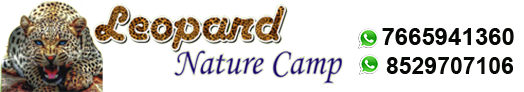 Image for Leopard Nature Camp with ID of: 3672861