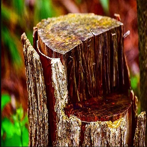 Image for Joseph Christman's West Coast Tree, LLC with ID of: 3675029