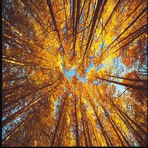 Image for Joseph Christman's West Coast Tree, LLC with ID of: 3675032