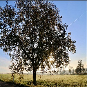 Image for Joseph Christman's West Coast Tree, LLC with ID of: 3675036