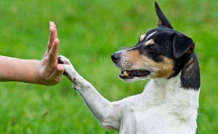 Image for Fuzzy Faces Dog Training Boston with ID of: 3677635