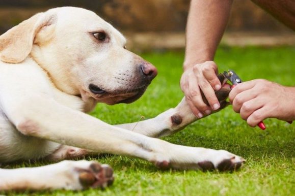 Image for Fuzzy Faces Dog Training Boston with ID of: 3677636
