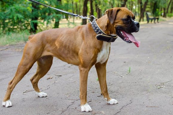 Image for Fuzzy Faces Dog Training Boston with ID of: 3677637