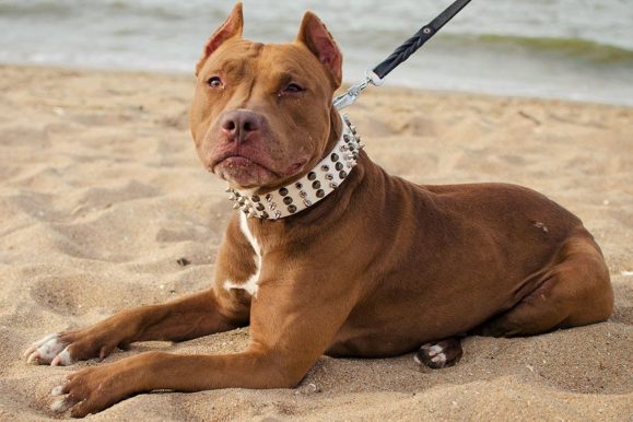 Image for Fuzzy Faces Dog Training Boston with ID of: 3677638