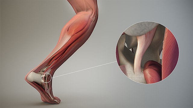 Image for Artificial Tendons and Ligaments Market Size, Share, Growth and Trends Analysis Report, 2019 to 2025 with ID of: 3680335