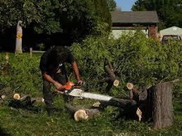 Image for RochesterMNTreeService with ID of: 3684738