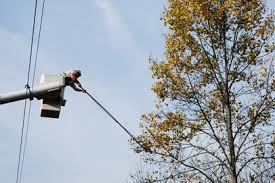 Image for RochesterMNTreeService with ID of: 3684740