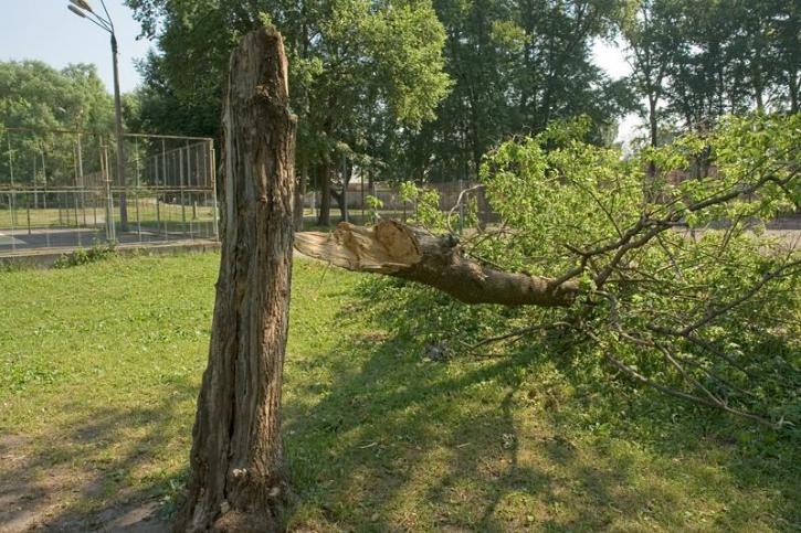Image for Pueblo Tree Pros with ID of: 3684830