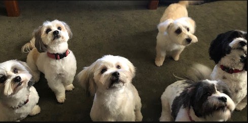 Image for The Dog Barber with ID of: 3684855