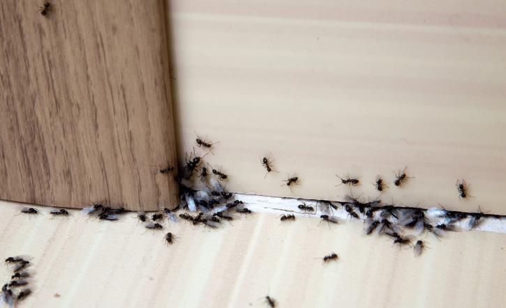 Image for Extermination Vincent Massey with ID of: 3685780