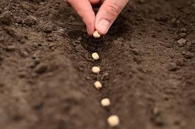 Image for Forage Seed Market Report From 2018 To 2025 Analysis By Top Company Profiles - Allied Seed, LLC, BASF S.E., Dow AgroSciences LLC, S&W Seed Company, Germinal GB with ID of: 3685964