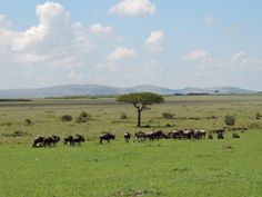Image for Masai Mara Safari Tours with ID of: 3686836
