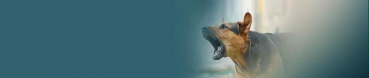 Image for Nehora Law Firm with ID of: 3692004