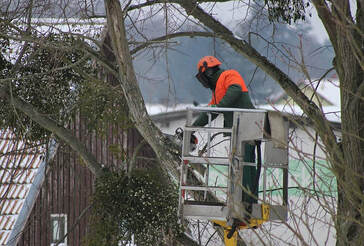 Image for Tree Care Brantford with ID of: 3694739