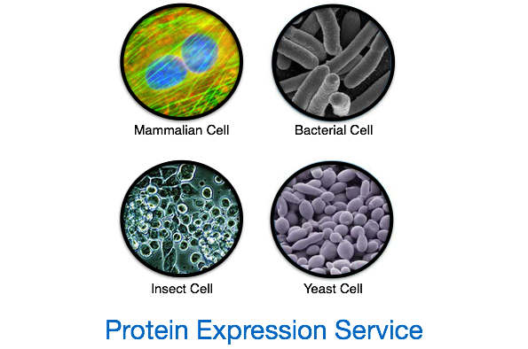 Image for Drivers is Responsible to for Increasing Protein Expression Systems Market Share, Forecast 2026 with ID of: 3695790