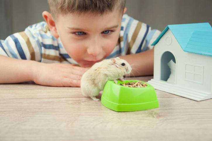 Image for Care Of Hamsters with ID of: 3699719