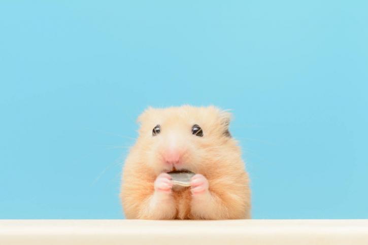 Image for Care Of Hamsters with ID of: 3699720