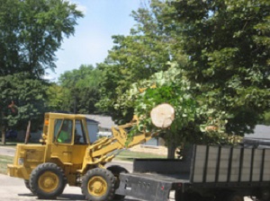 Image for Mobile AL Tree Service with ID of: 3700554