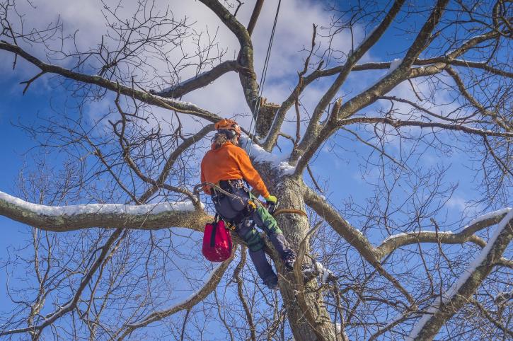 Image for Treebien Tree Care with ID of: 3705183