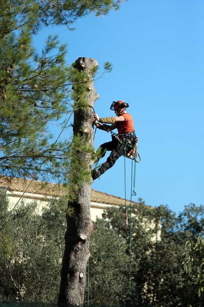 Image for Prime Tree Service Columbus with ID of: 3707222