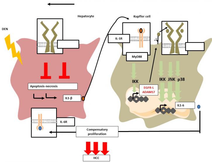 Image for protein expression profiling with ID of: 3707625
