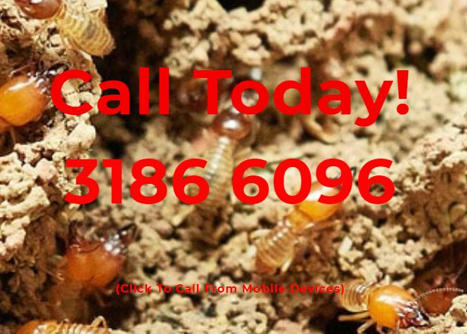 Image for Termite and Pest Control North Brisbane with ID of: 3708030