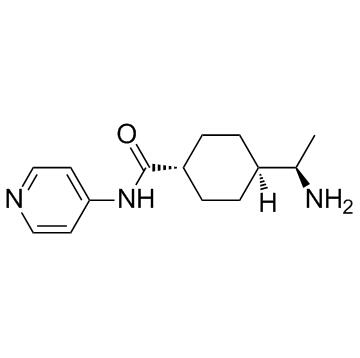 Image for Y-27632 with ID of: 3708108