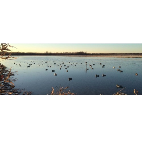 Image for Ducks n Dogs with ID of: 3708113