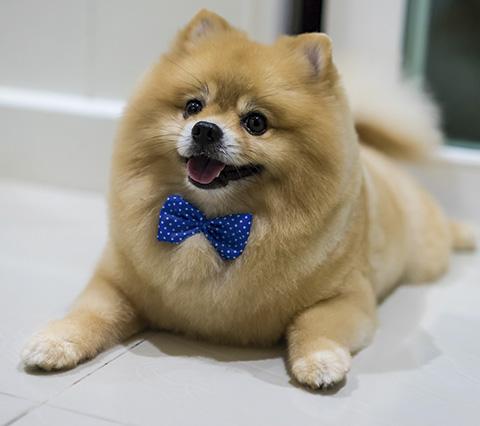Image for Poochie On Your Block with ID of: 3713593