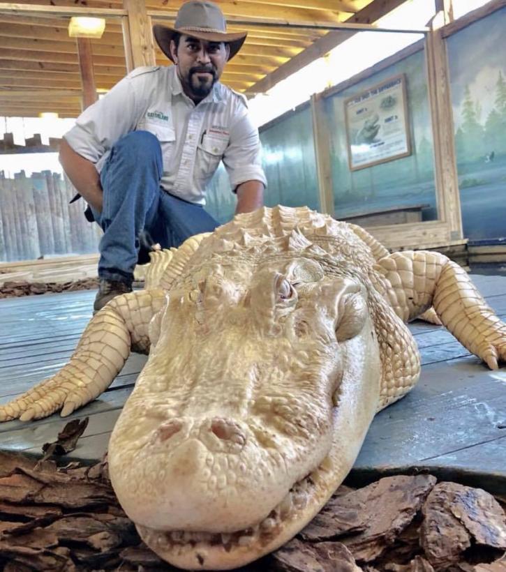 Image for Gatorland with ID of: 3718928