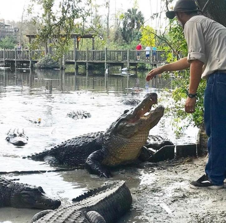 Image for Gatorland with ID of: 3718933