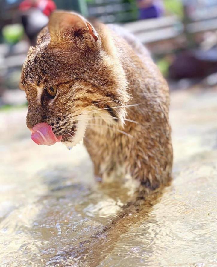 Image for Gatorland with ID of: 3718955