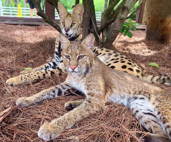 Image for Gatorland with ID of: 3718960