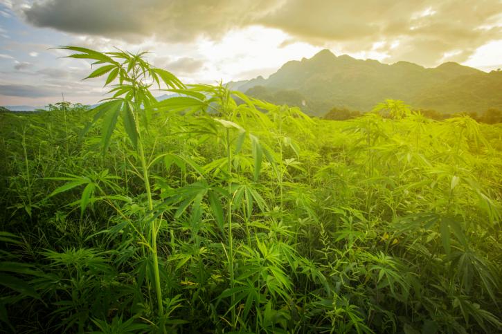 Image for High Life Medical Marijuana Evaluation Center with ID of: 3720424
