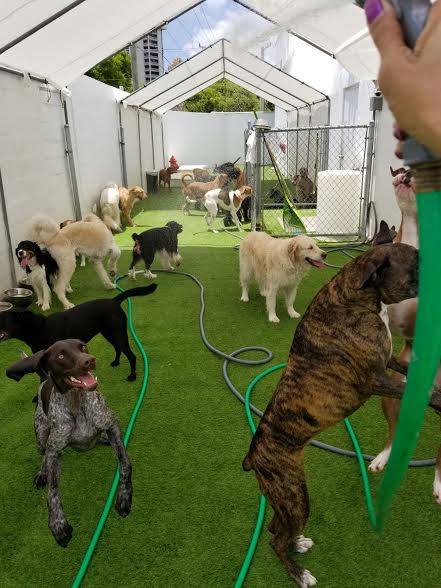 Image for Waggle Bros Pet Resort & Spa with ID of: 3722088