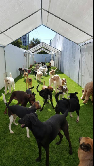 Image for Waggle Bros Pet Resort & Spa with ID of: 3722103