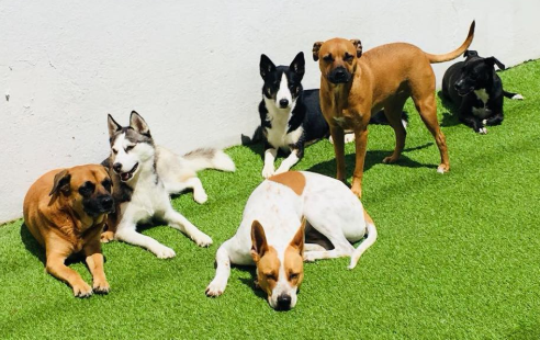 Image for Waggle Bros Pet Resort & Spa with ID of: 3722111