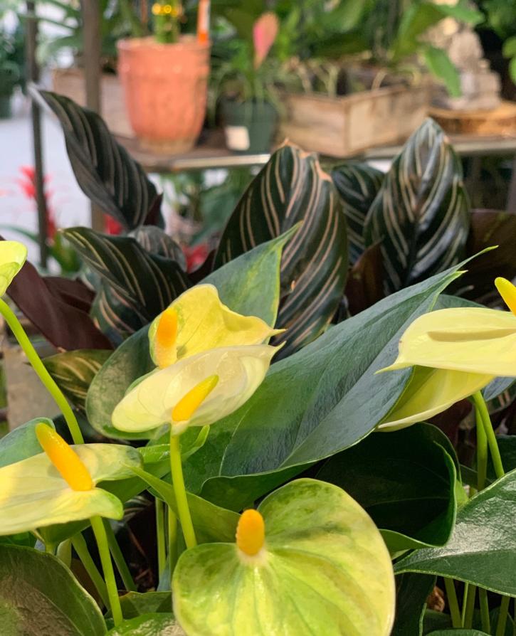 Image for Sunnyside Gardens with ID of: 3722308