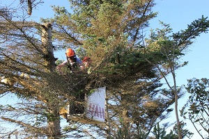 Image for SWFL Tree Service Wesley Chapel with ID of: 3726194