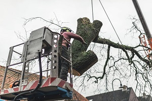 Image for SWFL Tree Service Wesley Chapel with ID of: 3726196