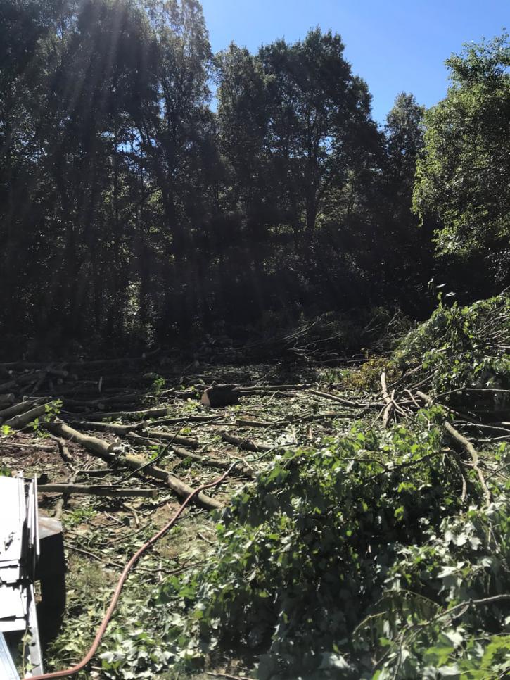 Image for Kent Tree Services with ID of: 3726787