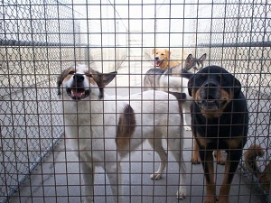 Image for Selecting the best chew toys for your dog with ID of: 3733906