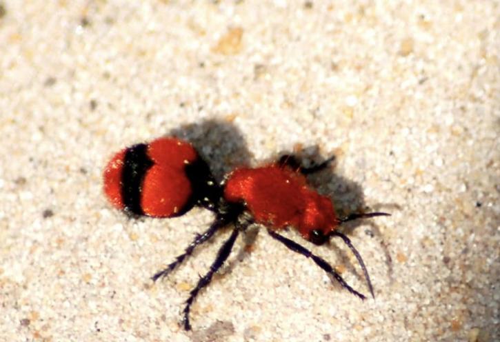 Image for Eastern Arizona Exterminating with ID of: 3734528