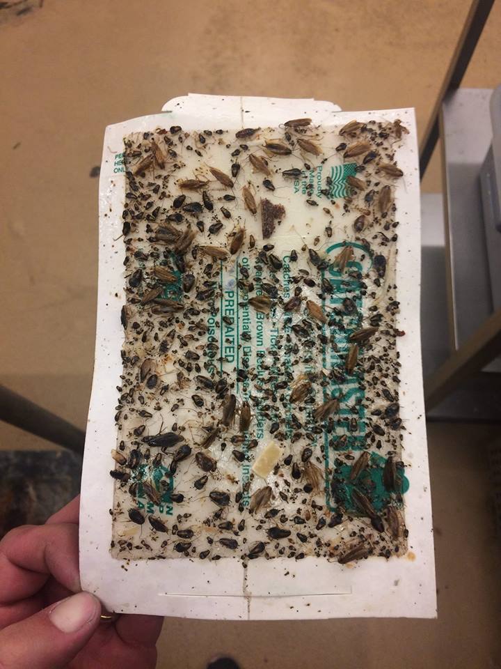 Image for Eastern Arizona Exterminating with ID of: 3734533