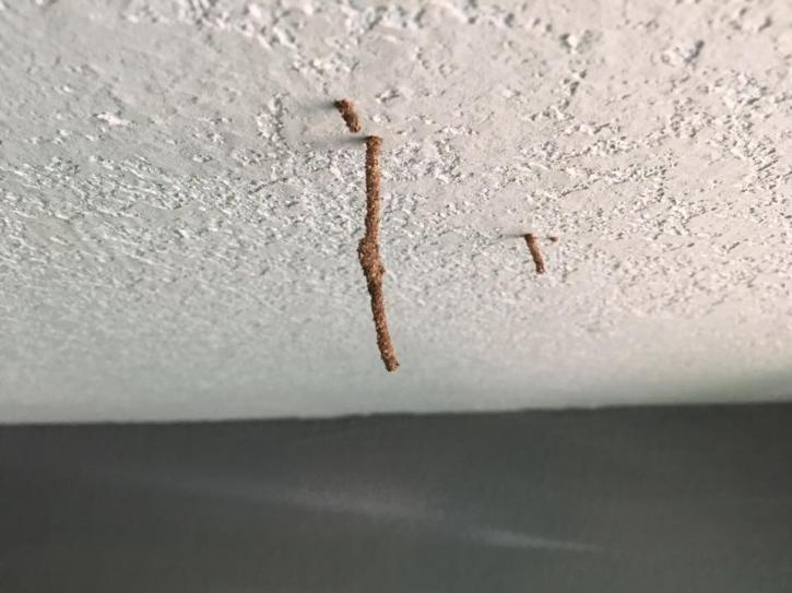 Image for Eastern Arizona Exterminating with ID of: 3734535