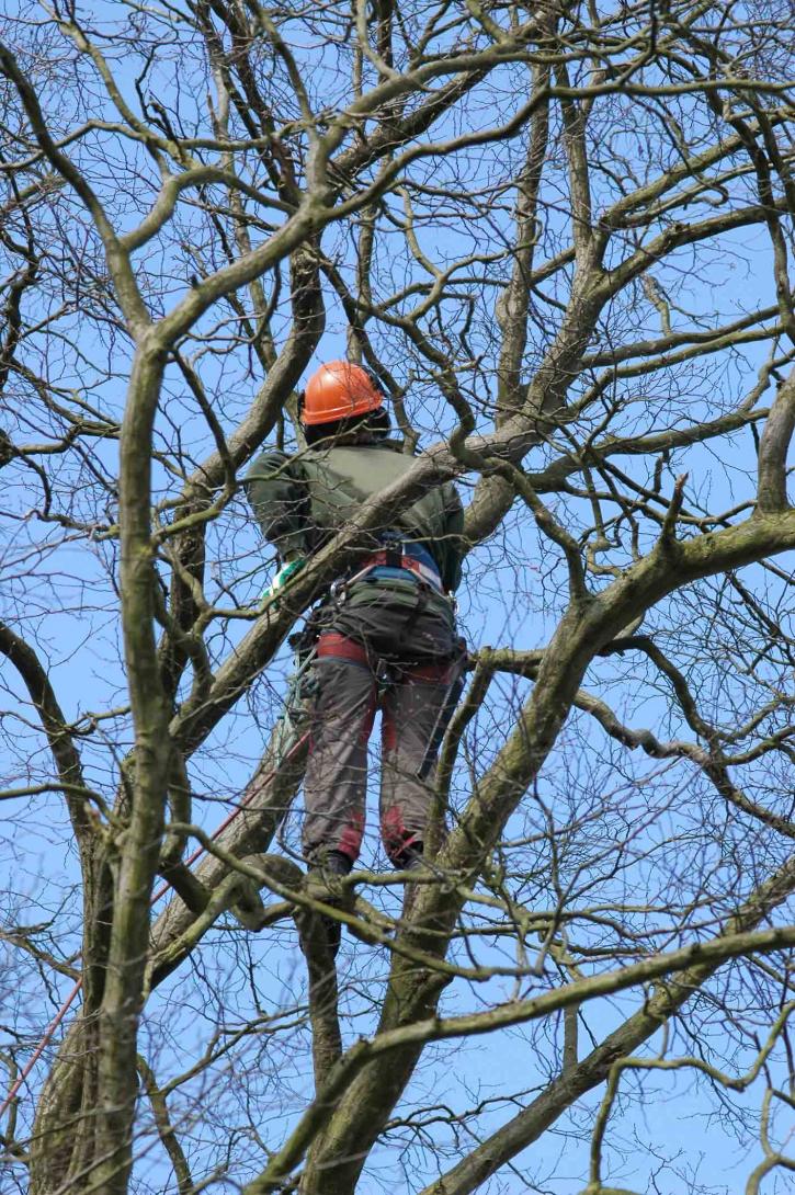 Image for Suburban Tree Service with ID of: 3738097