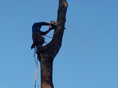 Image for E&L Tree Experts LLC with ID of: 3744466