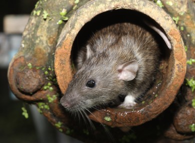 Image for Pest Control Dublin with ID of: 3750386